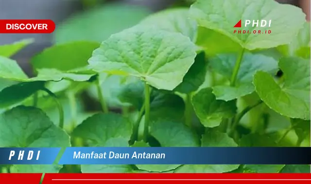 manfaat daun antanan