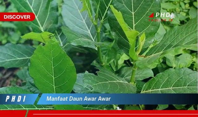 manfaat daun awar awar