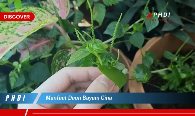 manfaat daun bayam cina