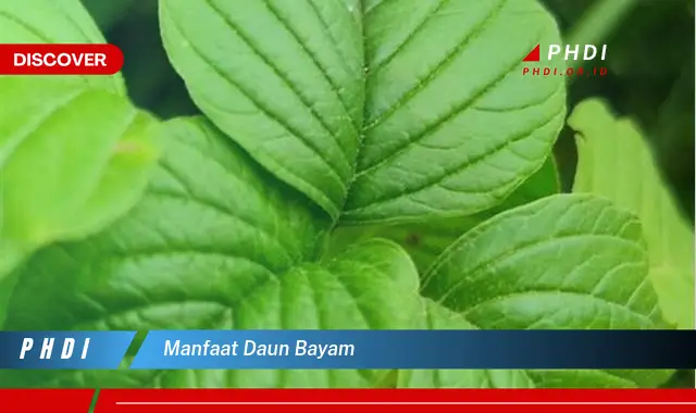 manfaat daun bayam