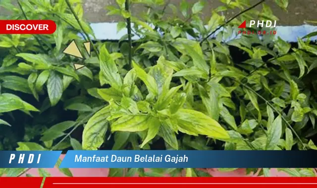 manfaat daun belalai gajah