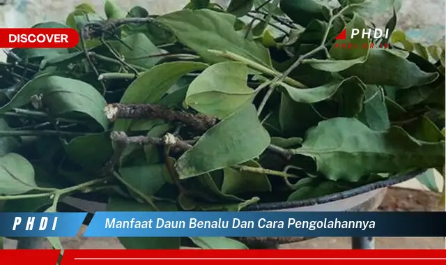 manfaat daun benalu dan cara pengolahannya