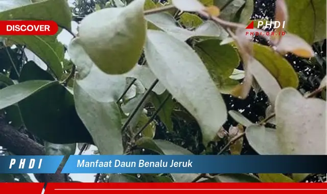 manfaat daun benalu jeruk