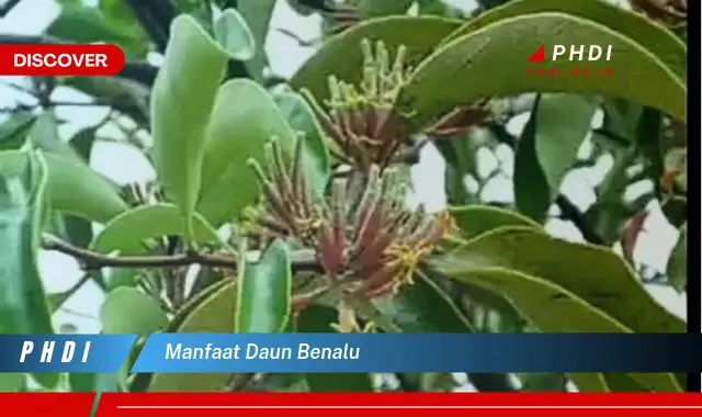 manfaat daun benalu