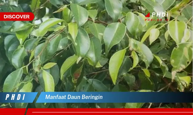 manfaat daun beringin