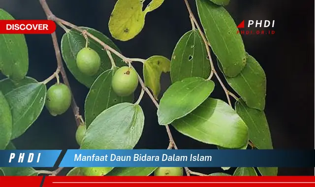 manfaat daun bidara dalam islam