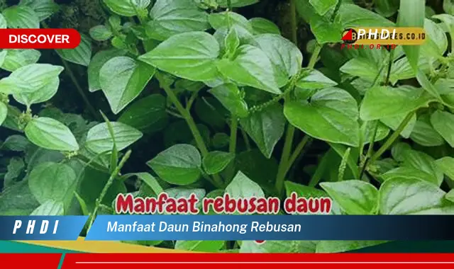 manfaat daun binahong rebusan