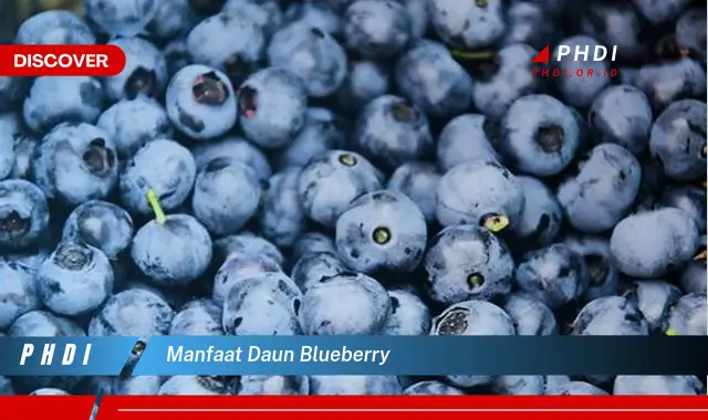 manfaat daun blueberry
