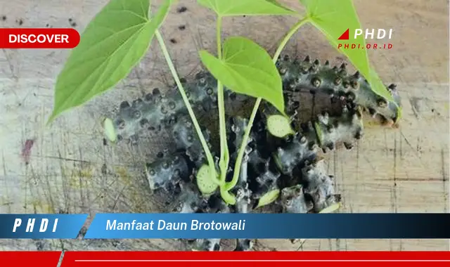 manfaat daun brotowali