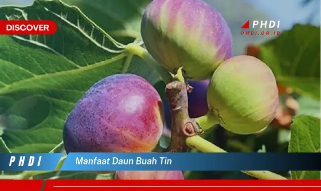 manfaat daun buah tin