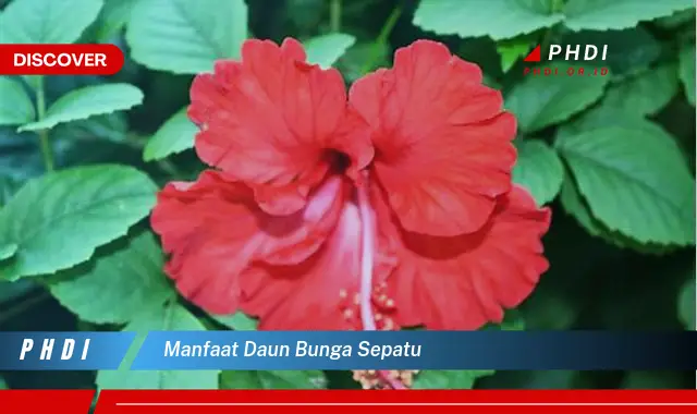 manfaat daun bunga sepatu