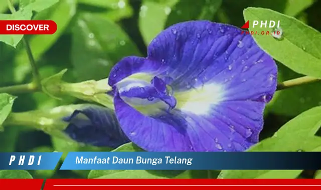 manfaat daun bunga telang