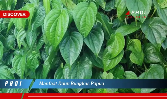 manfaat daun bungkus papua