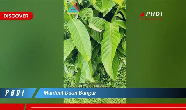 manfaat daun bungur