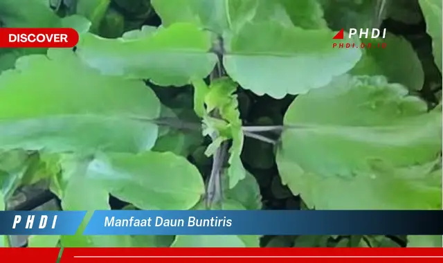 manfaat daun buntiris