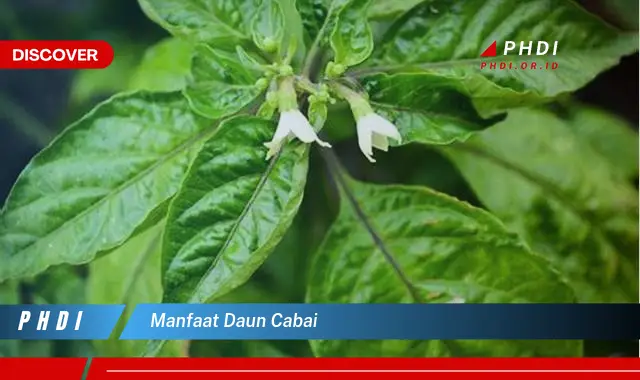 manfaat daun cabai