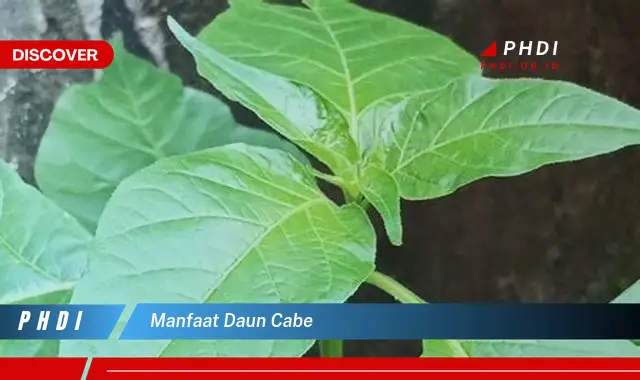 manfaat daun cabe