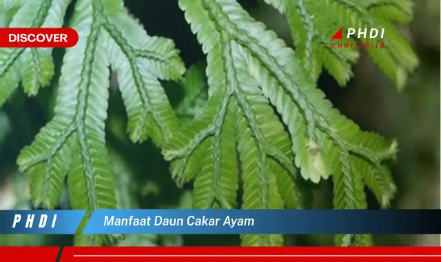 manfaat daun cakar ayam