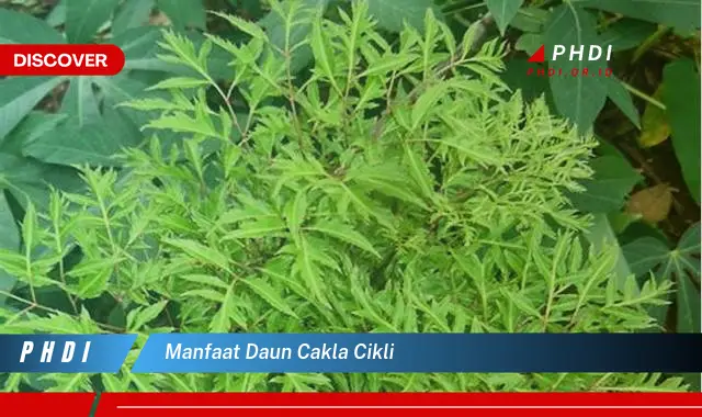 manfaat daun cakla cikli