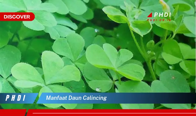 manfaat daun calincing