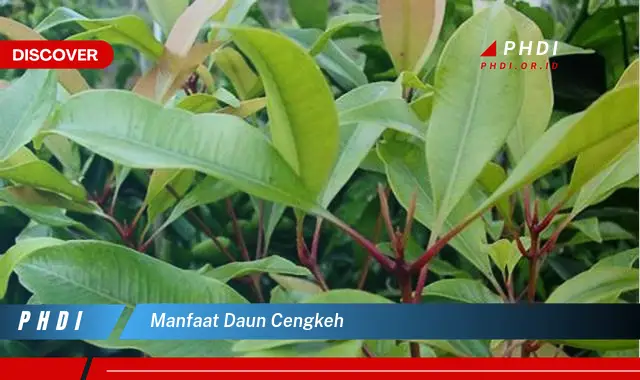 manfaat daun cengkeh