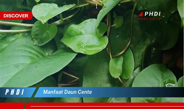 manfaat daun cente