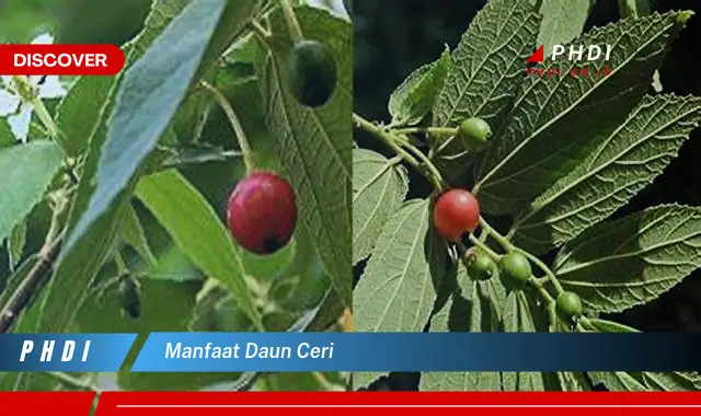 manfaat daun ceri