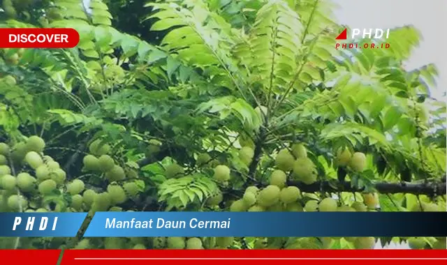 manfaat daun cermai