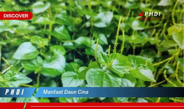 manfaat daun cina