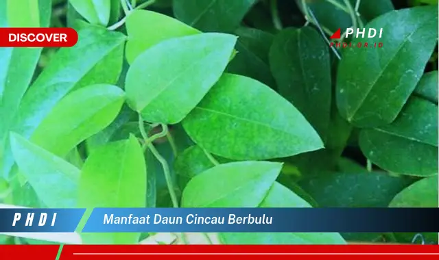 manfaat daun cincau berbulu