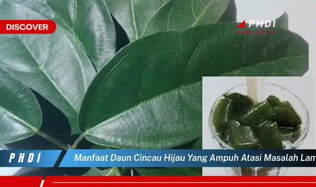 manfaat daun cincau hijau yang ampuh atasi masalah lambung