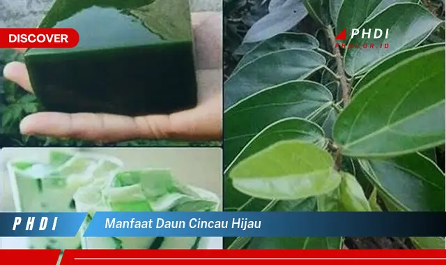 manfaat daun cincau hijau