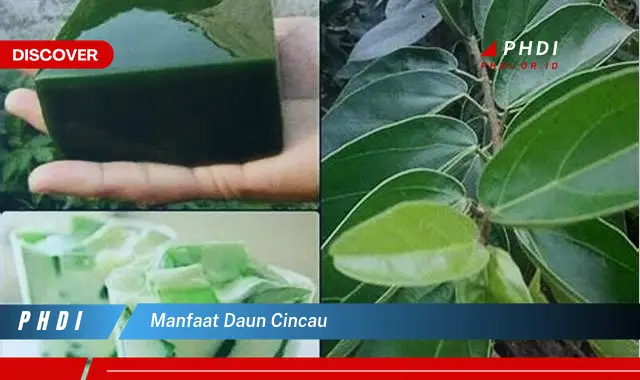 manfaat daun cincau