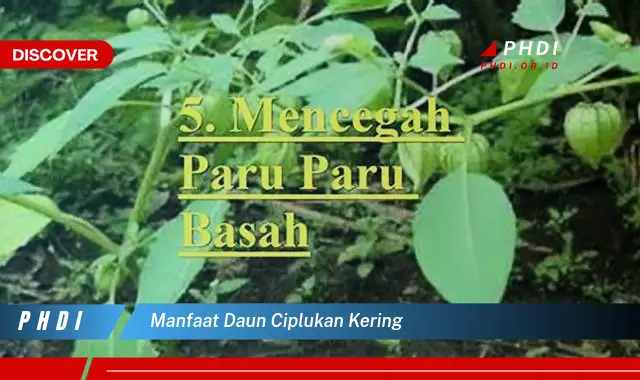 manfaat daun ciplukan kering