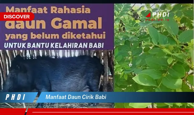 manfaat daun cirik babi