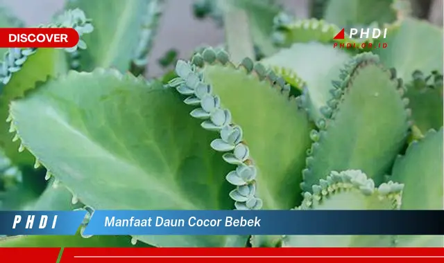 manfaat daun cocor bebek