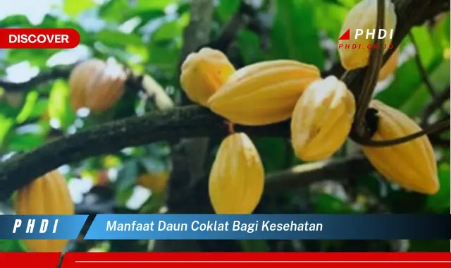 manfaat daun coklat bagi kesehatan