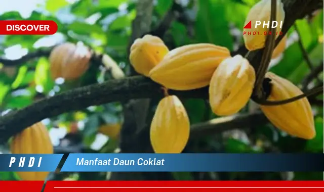 manfaat daun coklat