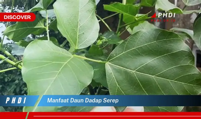 manfaat daun dadap serep