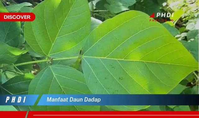 manfaat daun dadap