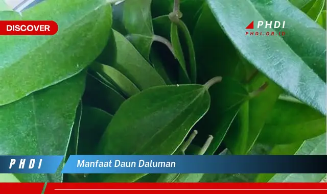 manfaat daun daluman