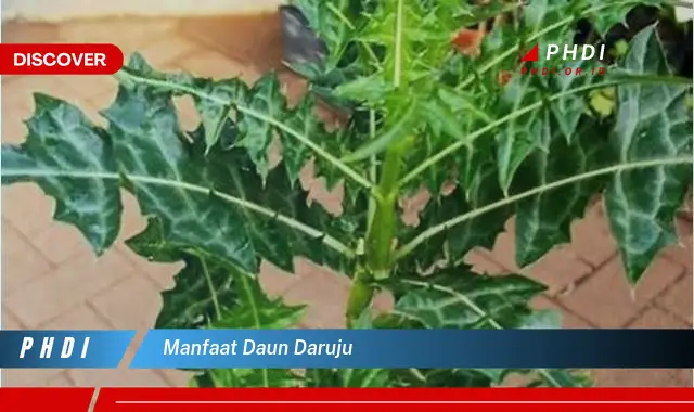 manfaat daun daruju