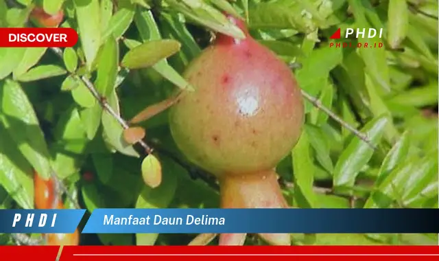 manfaat daun delima