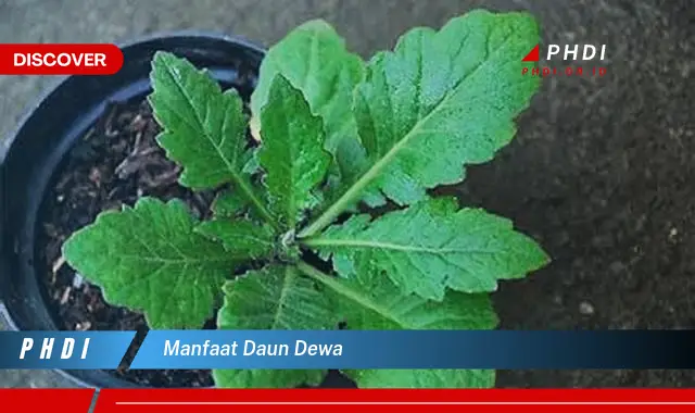 manfaat daun dewa