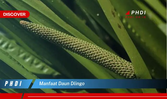 manfaat daun dlingo