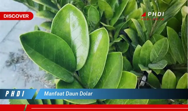 manfaat daun dolar