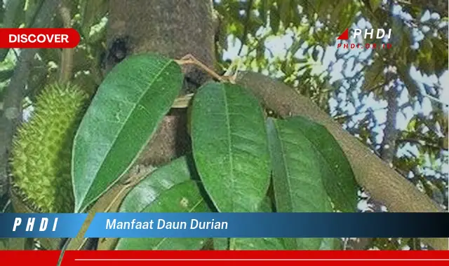 manfaat daun durian