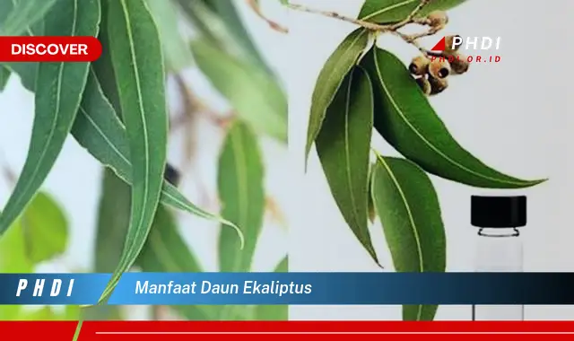 manfaat daun ekaliptus