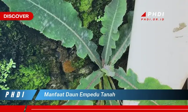 manfaat daun empedu tanah