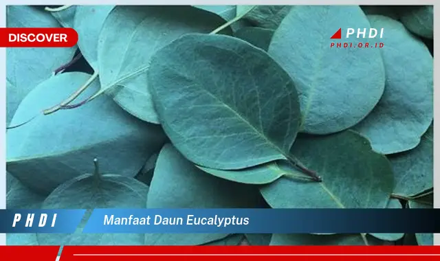 manfaat daun eucalyptus